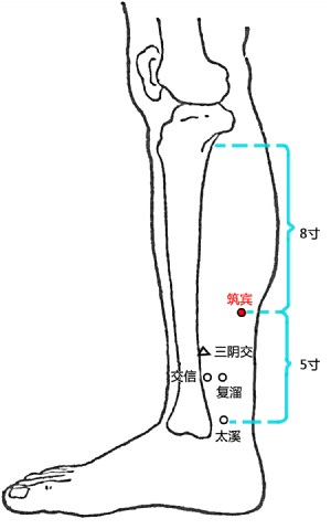 築賓穴在小腿部的位置