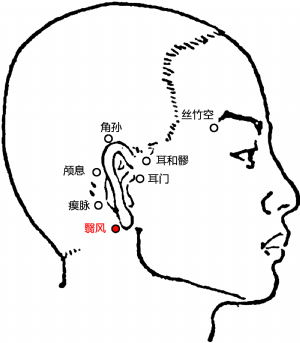 耳朵背面结构图图片
