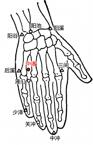 三焦经的位置中渚穴位于手背,第四,五掌骨间,第四掌指关节近端凹陷中