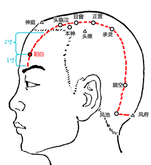 阳白穴_阳白穴穴的位置,功效与作用,主治,刺灸法_医学百科