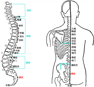 背解_背解穴的位置,功效与作用,主治,刺灸法_医学百科
