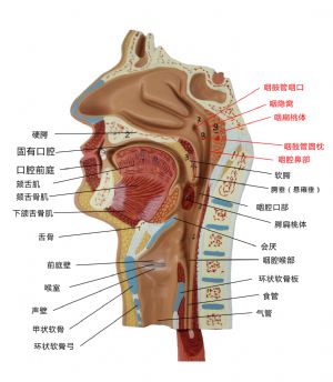 鼻和咽喉相通图图片