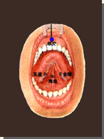 龈交穴的位置