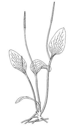 一支箭的原植物——尖头瓶尔小草